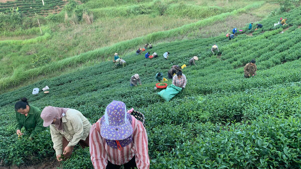 Phụ nữ thôn Bản Mục hỗ trợ hội viên thu hái chè